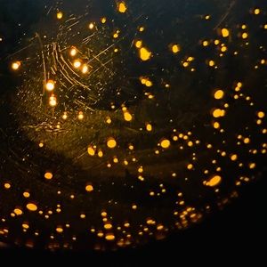 Meet your Posher, Lilly